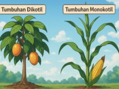 Contoh Tumbuhan Dikotil dan Monokotil: Ciri-Ciri, Daftar Lengkap, dan Tabel Perbedaannya contoh tumbuhan dikotil dan monokotil