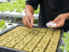 Rockwool untuk Semai: Ukuran, Cara Potong, Cara Basahi, dan Kesalahan Pemula rockwool untuk semai bagus