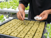 Rockwool untuk Semai: Ukuran, Cara Potong, Cara Basahi, dan Kesalahan Pemula rockwool untuk semai bagus