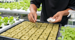 Rockwool untuk Semai: Ukuran, Cara Potong, Cara Basahi, dan Kesalahan Pemula rockwool untuk semai bagus