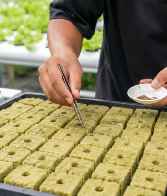 Rockwool untuk Semai: Ukuran, Cara Potong, Cara Basahi, dan Kesalahan Pemula rockwool untuk semai bagus