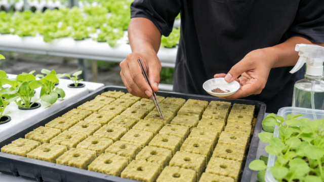 rockwool untuk semai bagus