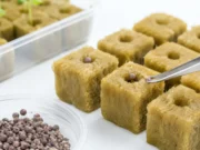 Benih Selada Coating Tidak Tumbuh? Ini Penyebab dan Cara Menyemainya benih selada coating tidak tumbuh