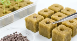 Benih Selada Coating Tidak Tumbuh? Ini Penyebab dan Cara Menyemainya benih selada coating tidak tumbuh