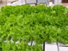Benih Selada Naked Seed Tidak Tumbuh? Ini Penyebab dan Cara Mengatasinya benih selada naked seed tidak tumbuh