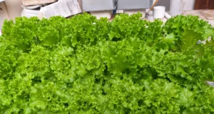 Benih Selada Naked Seed Tidak Tumbuh? Ini Penyebab dan Cara Mengatasinya benih selada naked seed tidak tumbuh